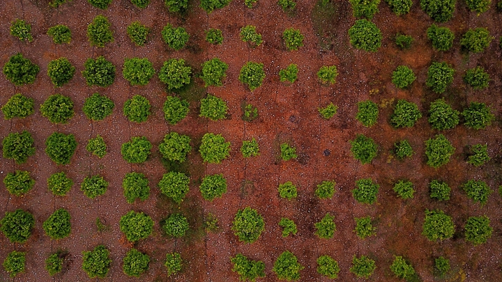Bird's eye view of trees
