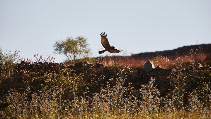 Bird at Cape Lambert, Pilbara