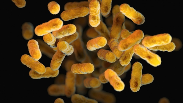 Bordetella pertussis - bacteria causing whooping cough