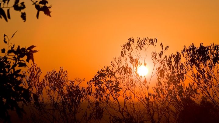 Sunset with the sun shining through tree branches.