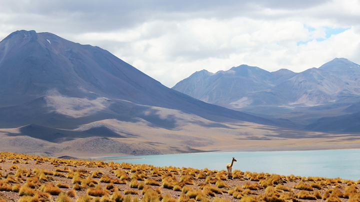 Llama standing next to mountain lake