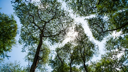 Forest Canopy