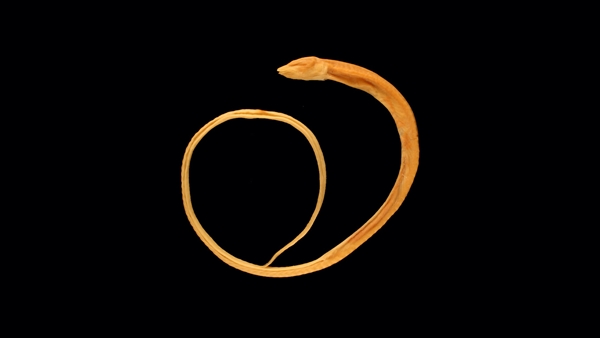 Holotype of the Blind Cave Eel