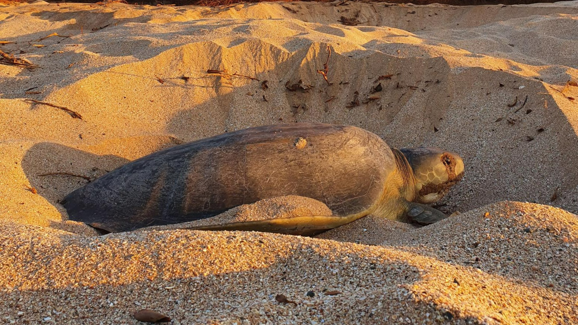 Flatback turtle in the sand, Cape Lambert port, Western Australia