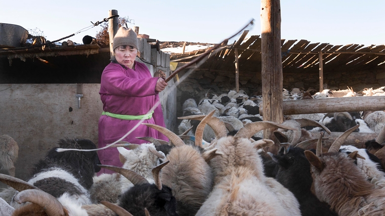 Goats, Mongolia