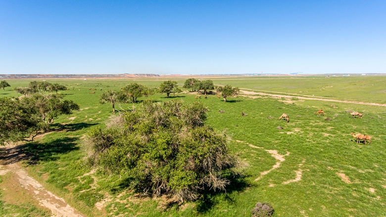 Vegetation, Oyu Tolgoi