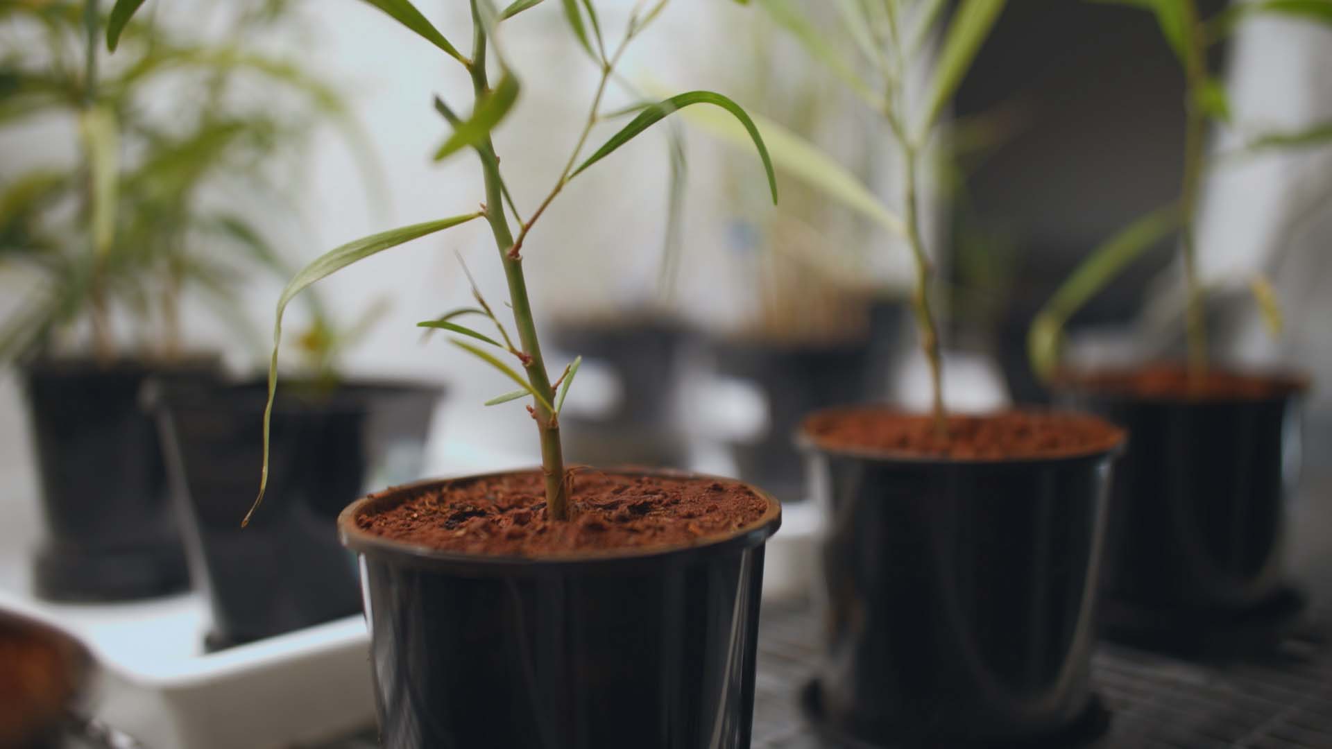 Plant crop