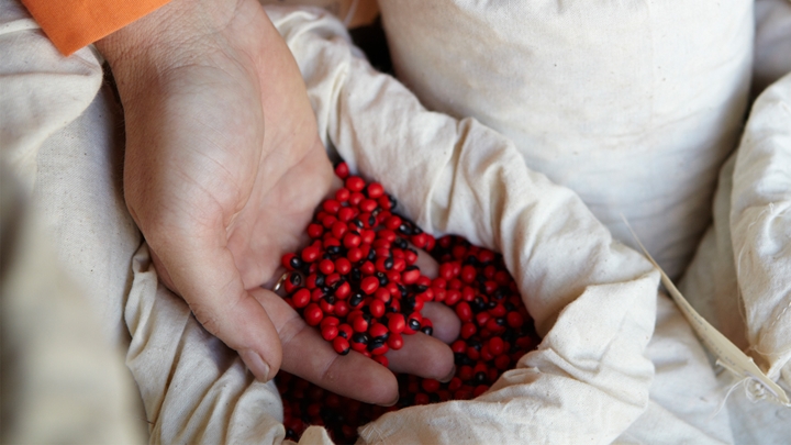 Weipa seeds