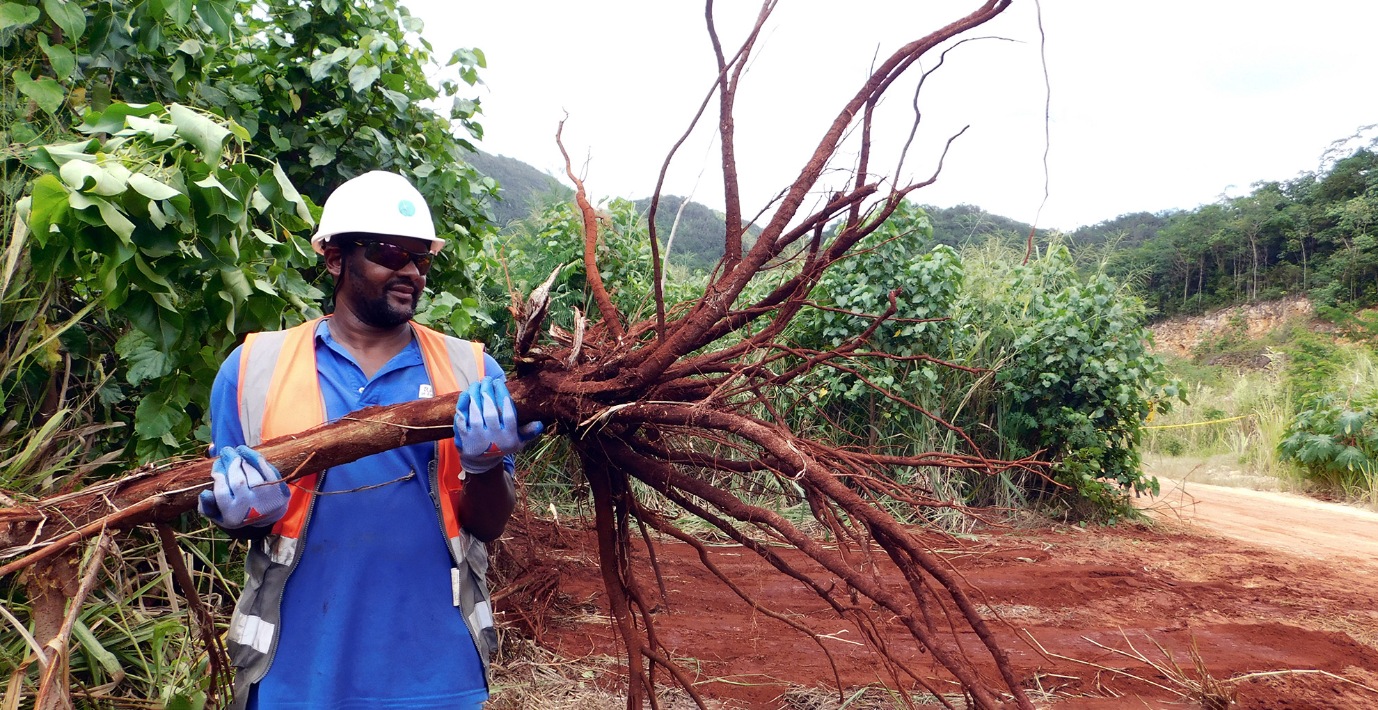 Mount Rosser tree root