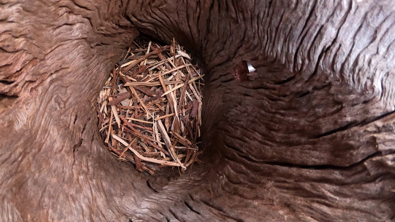 Breeding hollow at Weipa