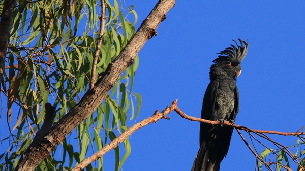 Juvenile Palm Cockatoo, photographer Celina Cacho