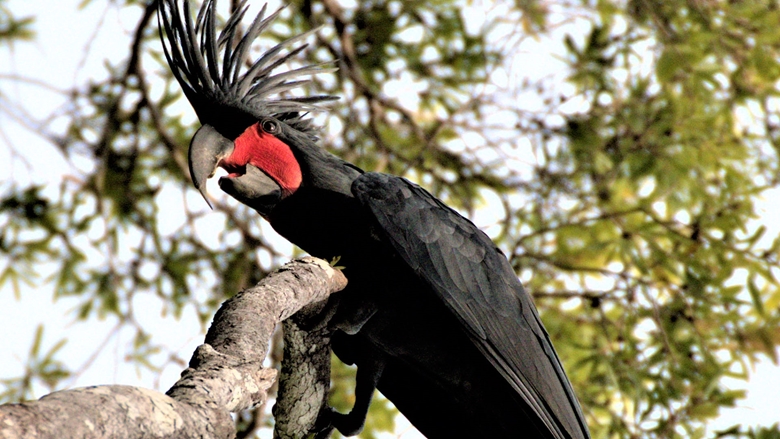 Male Palm Cockatoo, photographer Adrian May 