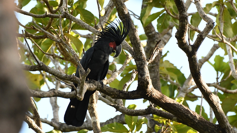 Male Palm Cockatoo, photographer Sean Craven