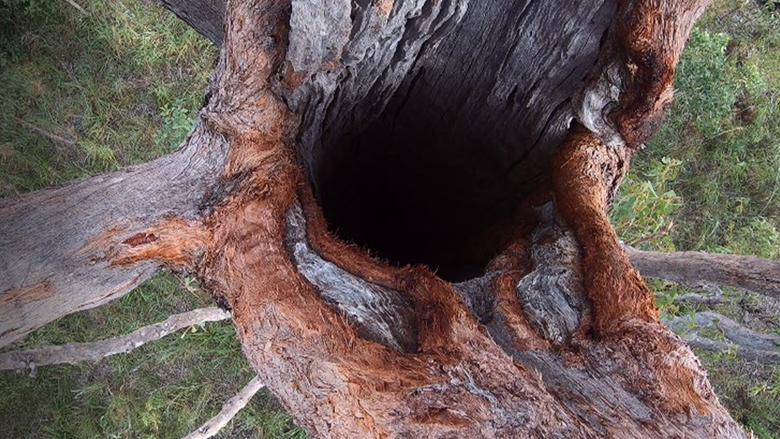 Top view of a Palm Cockatoo Hollow, photographer Celina Cacho and Ejsha Thorpe