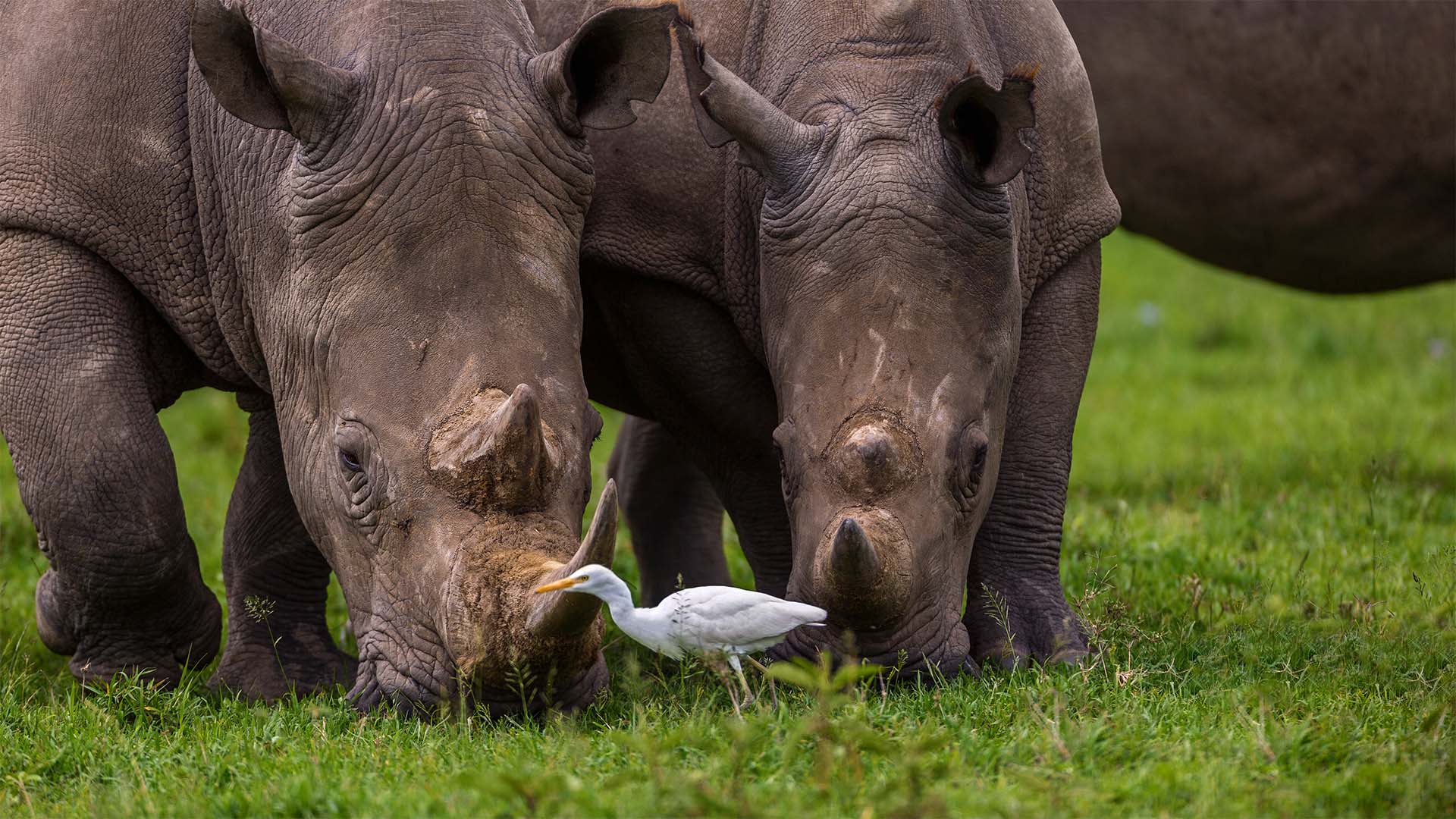 Sumatran Rhino