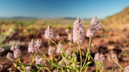 Flowers at Argyle