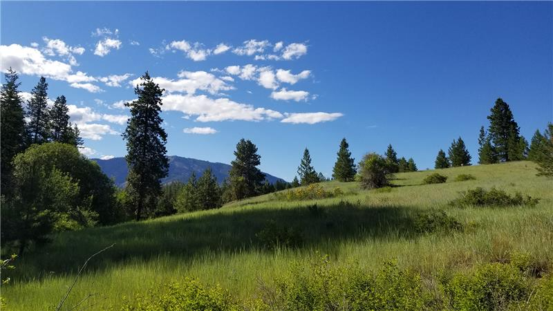 Gently sloping grassy hills dotted with evergreen trees under a bright blue sky with scattered white clouds, with distant mountains visible in the background.