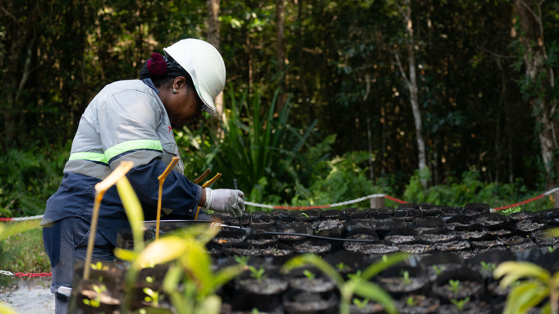 Mandena nursery: preparation for planting native species