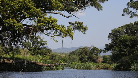 Nature solutions