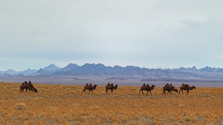 A small herd of camels walking across a dry grassland plain with rugged mountains and a cloudy sky in the background.