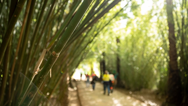 Bamboo trees at Nahampoana Reserve in Fort Dauphin, Madagascar