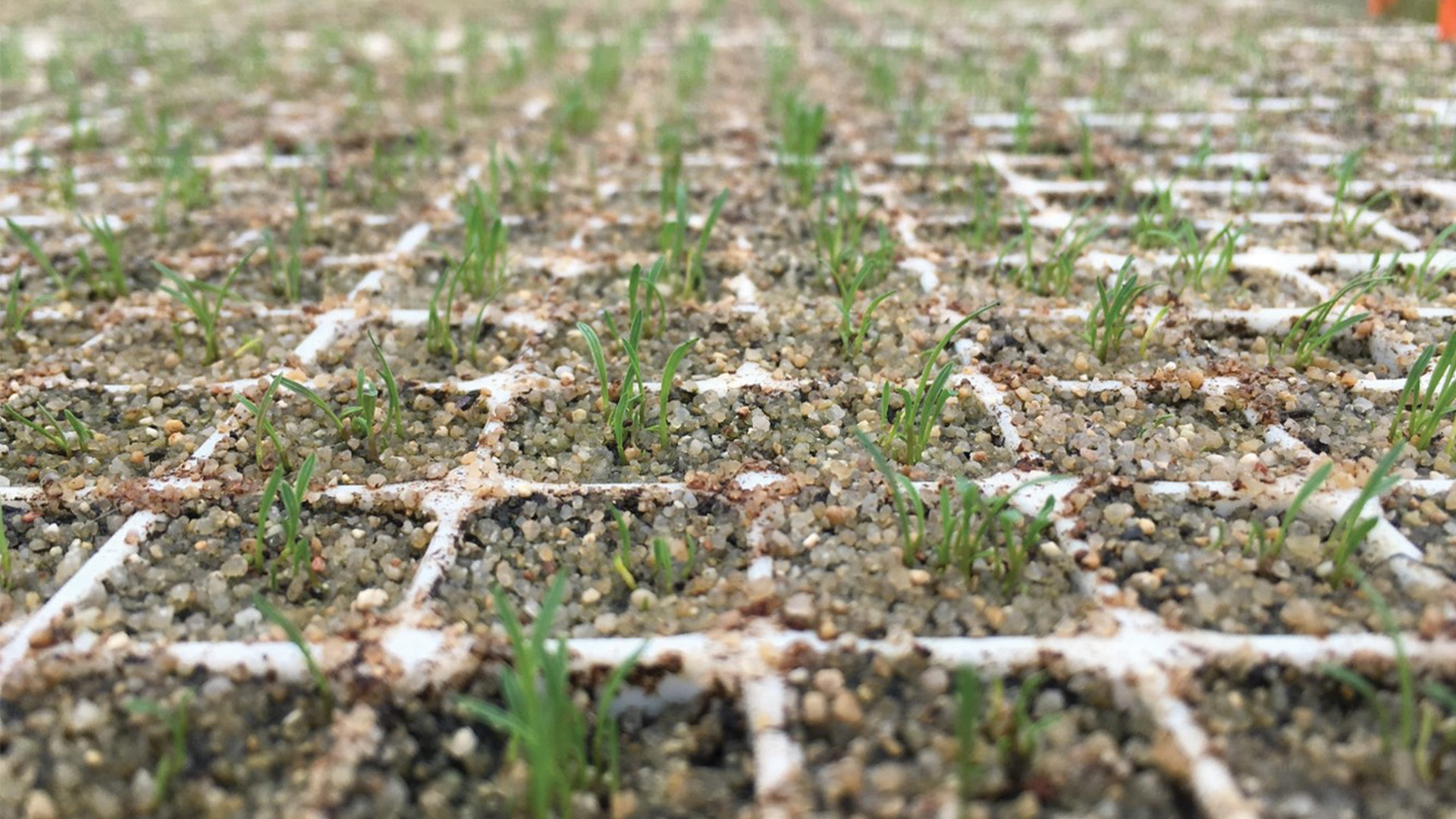 Seggoussac seed germination trials