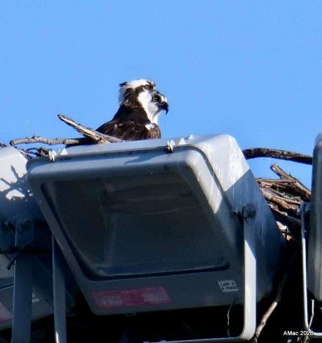 A pair of osprey nesting on top of a light pole at BC Works.